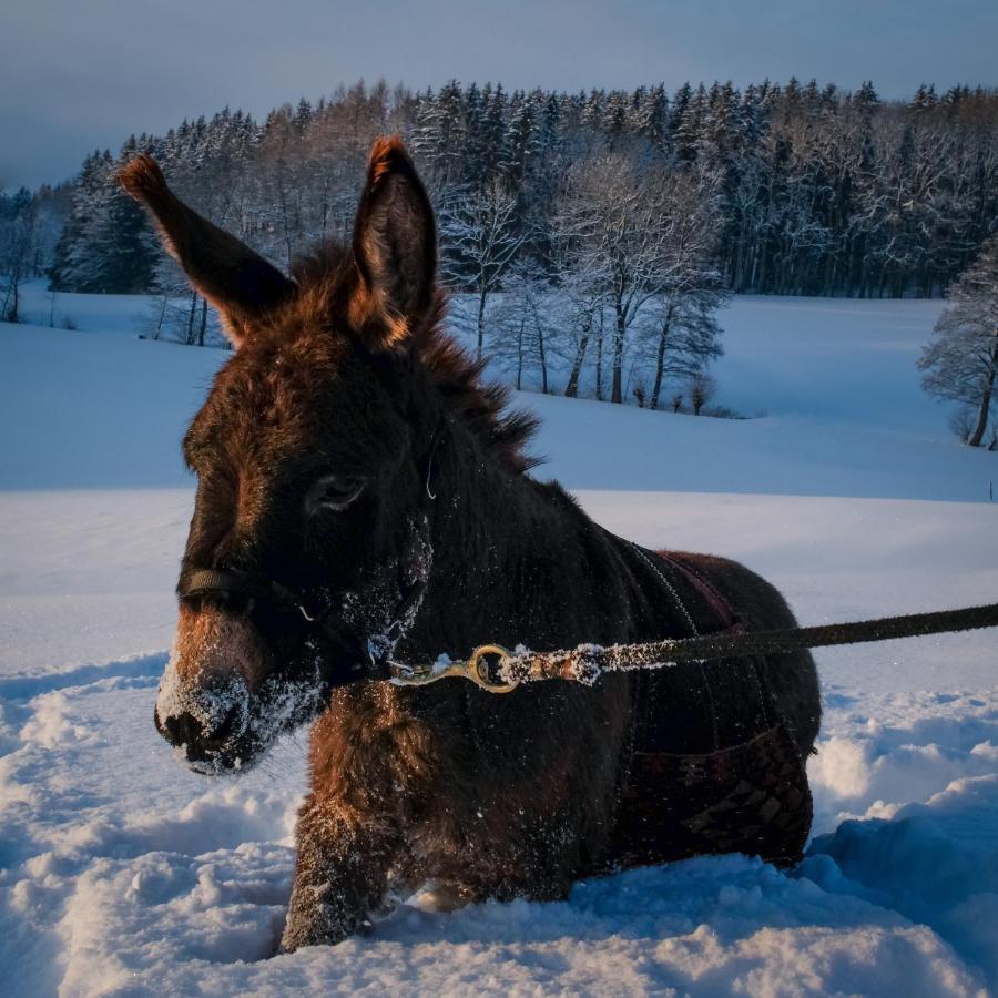 Moosmuehle Allgaeu Untrasried Екстер'єр фото
